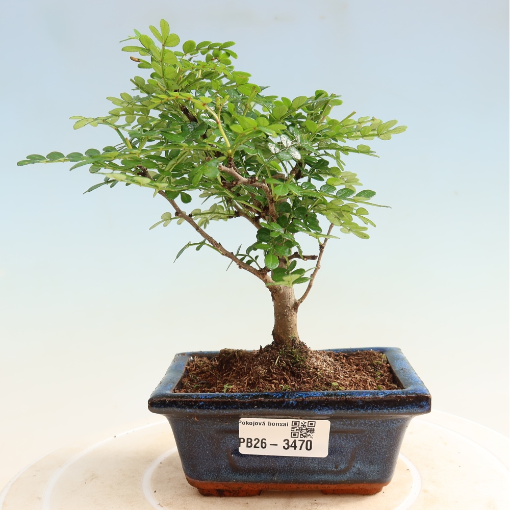 Pokojová bonsai - Zantoxylum piperitum - pepřovník