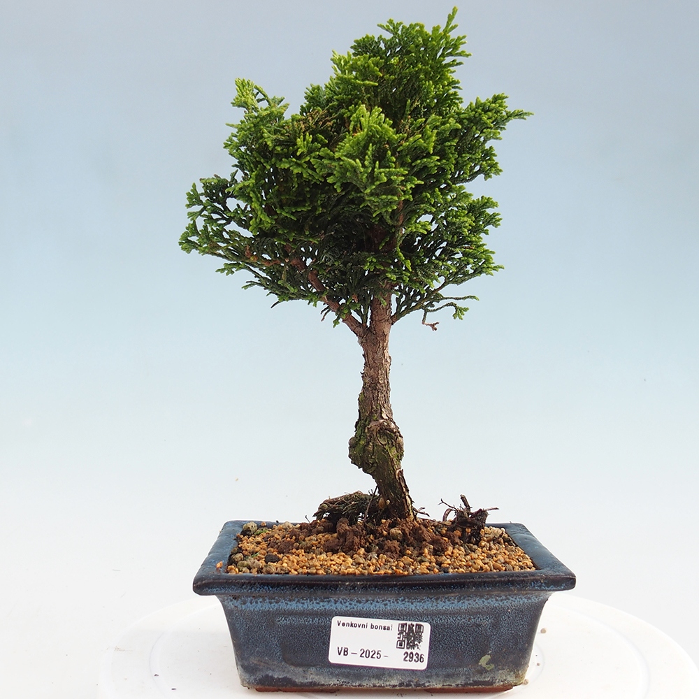 Venkovní bonsai - Cham.pis obtusa Nana Gracilis - Cypřišek
