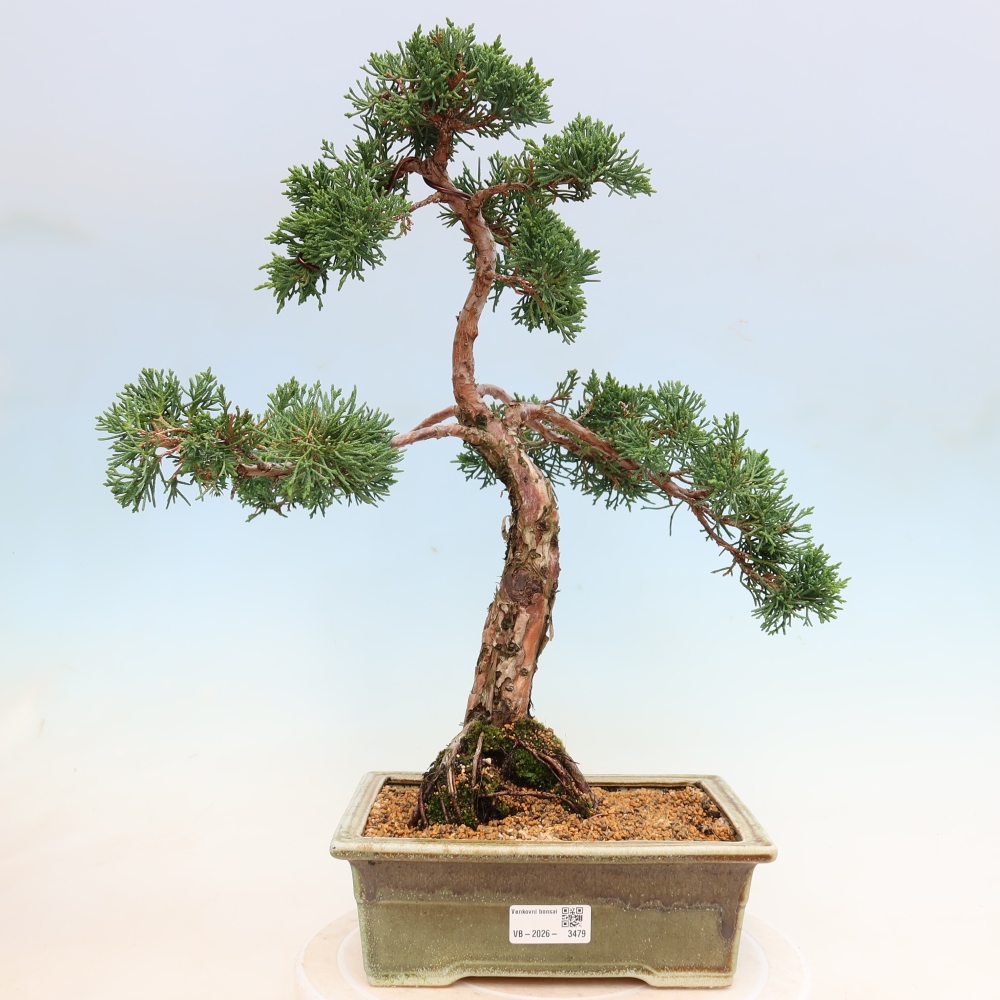 Venkovní bonsai - Juniperus chinensis Kishu -Jalovec čínský