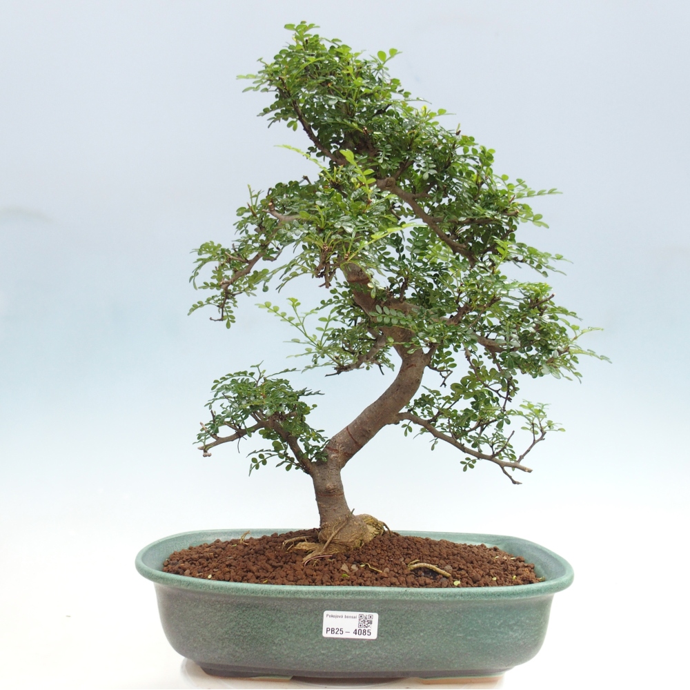 Pokojová bonsai - Zantoxylum piperitum - pepřovník