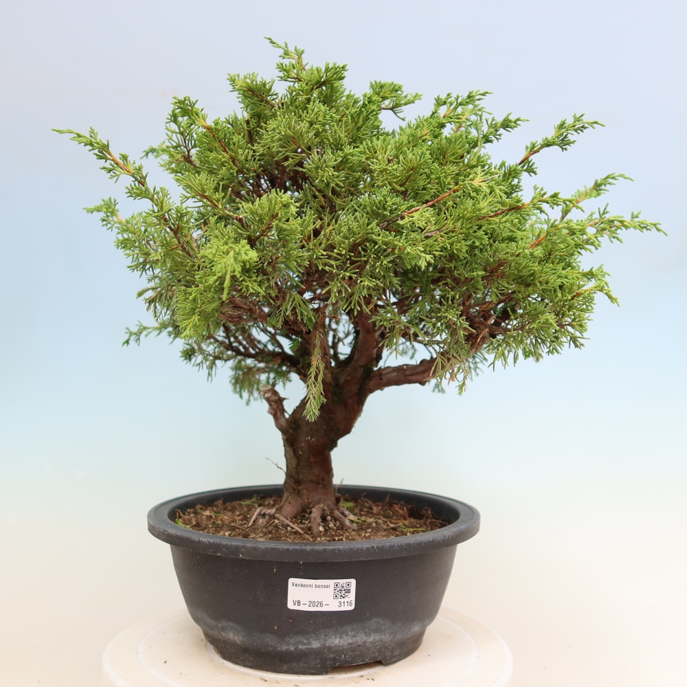 Venkovní bonsai - Juniperus chinensis Itoigawa-Jalovec čínský