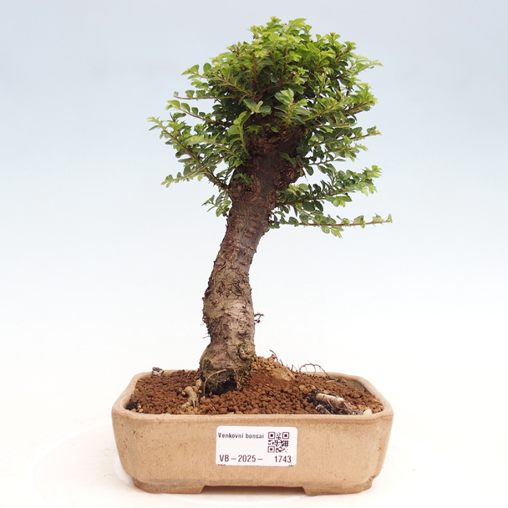 Venkovní bonsai - Ulmus parvifolia Hokkaido - jilm Činski