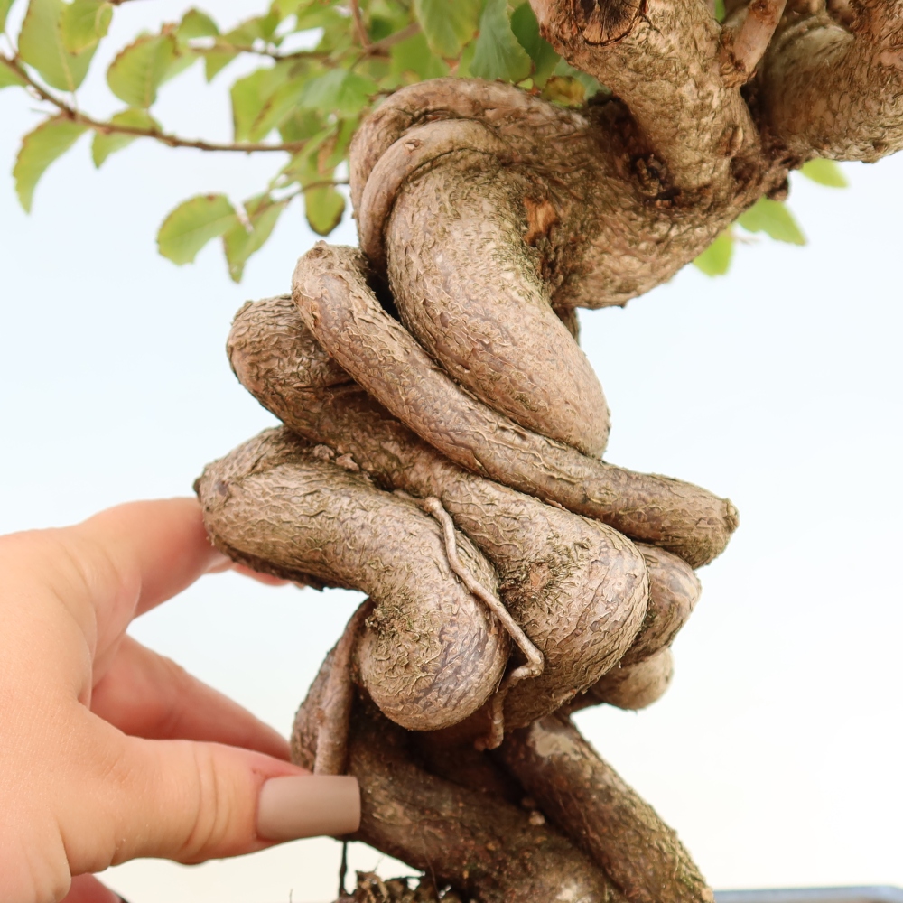 Venkovní bonsai -Carpinus CARPINOIDES - Habr korejský