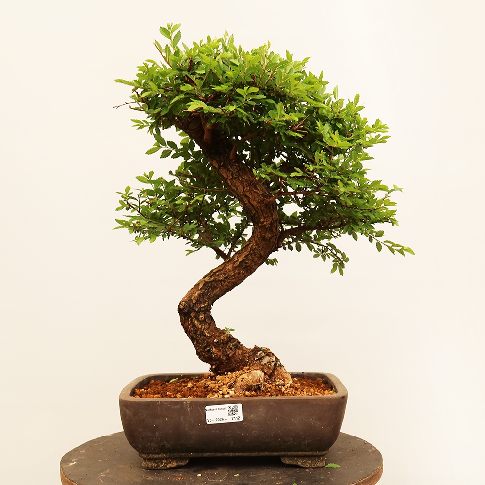 Venkovní bonsai - Zelkova - Zelkova NIRE