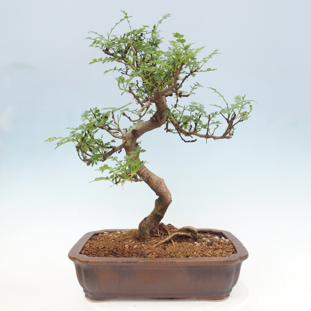 Pokojová bonsai - Zantoxylum piperitum - pepřovník