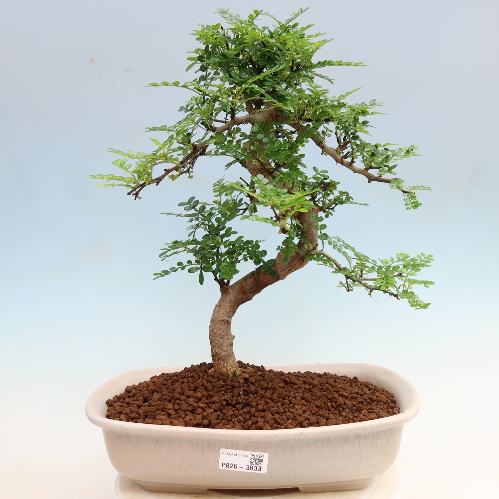 Pokojová bonsai - Zantoxylum piperitum - Pepřovník