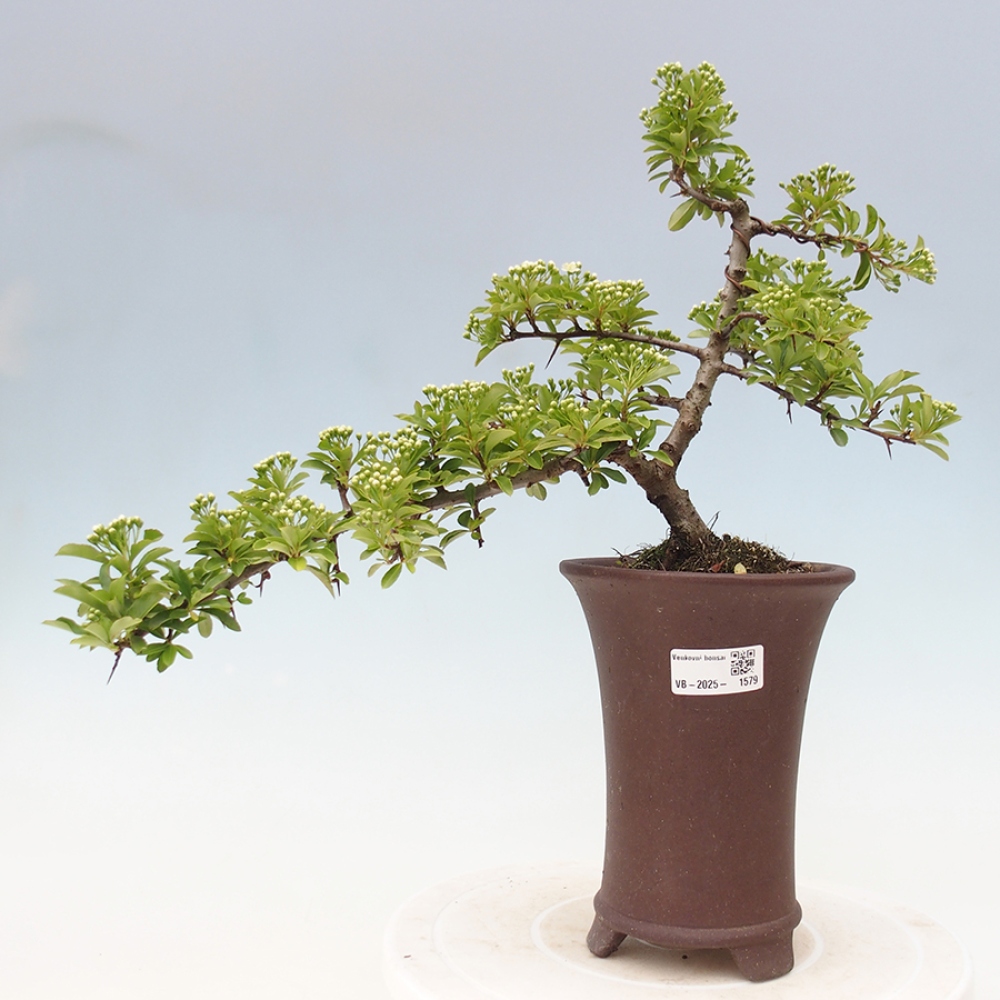 Venkovní bonsai-Pyracanta Teton -Hlohyně