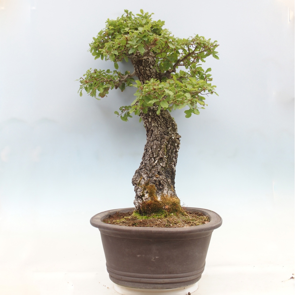 Yamadori - Quercus Ilex -Dub 