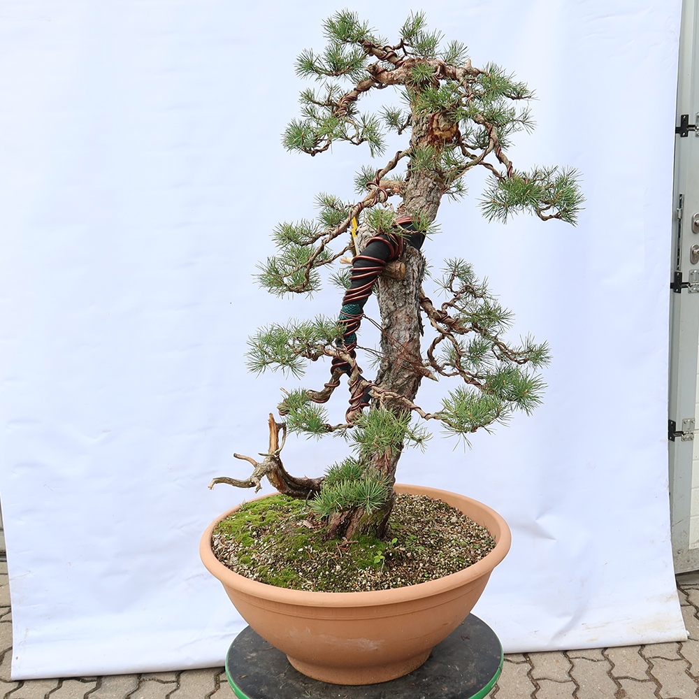 Pinus sylvestris Španělsko - borovice lesní