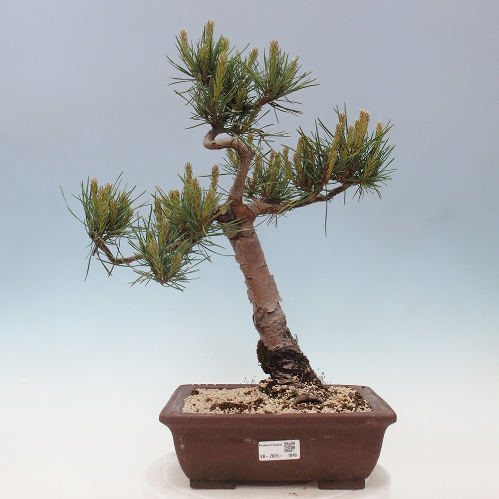 Venkovní bonsai - Pinus Sylvestris Watererri - Borovice lesní