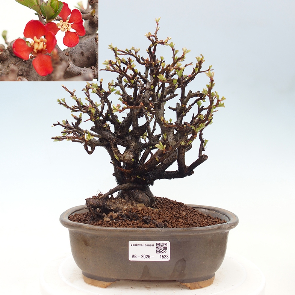 Venkovní  bonsai -  Chaneomeles speciosa - Kdoulovec ozdobný