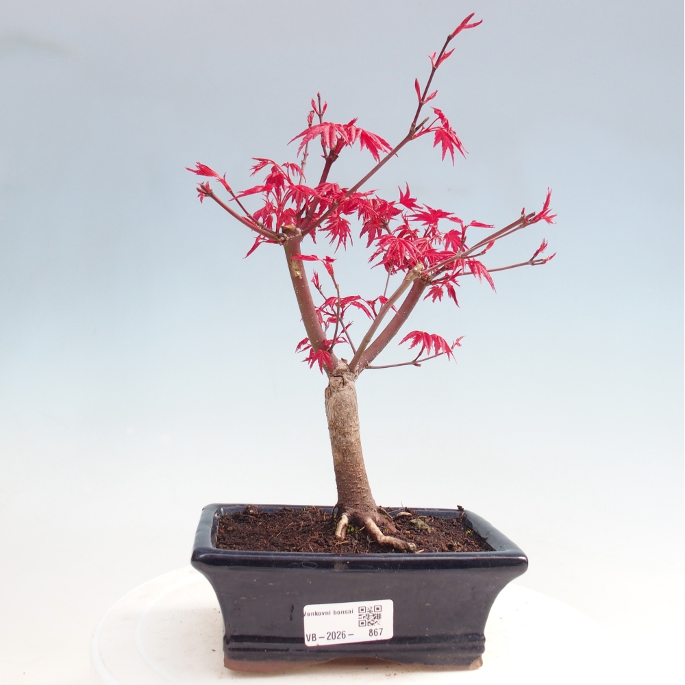 Venkovní bonsai - Javor dlanitolistý - Acer palmatum DESHOJO