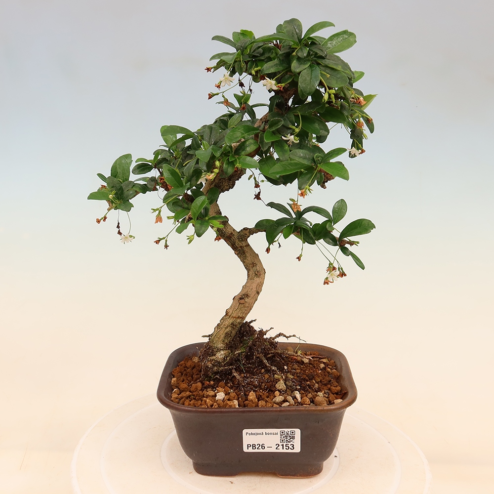 Pokojová bonsai - Carmona macrophylla - Čaj fuki