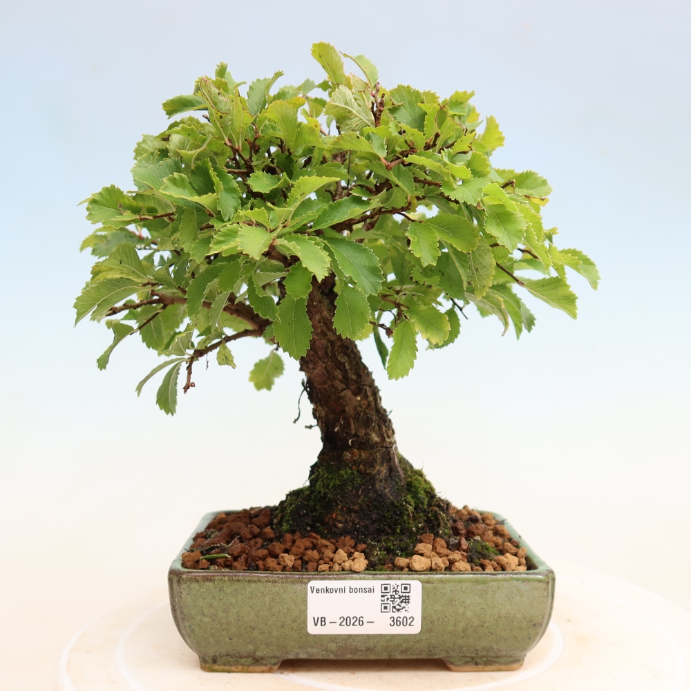 Venkovní bonsai - Zelkova - Zelkova NIRE
