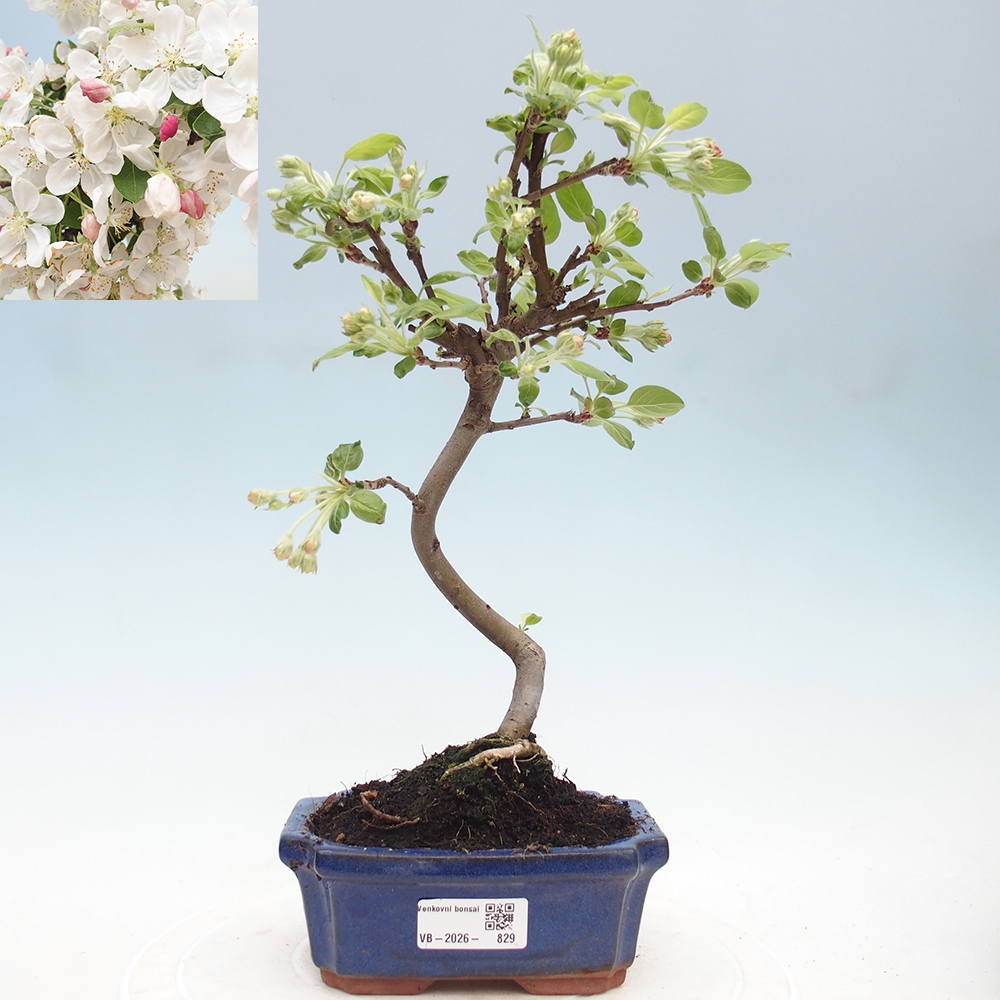Venkovní bonsai -Malus halliana - Maloplodá jabloň