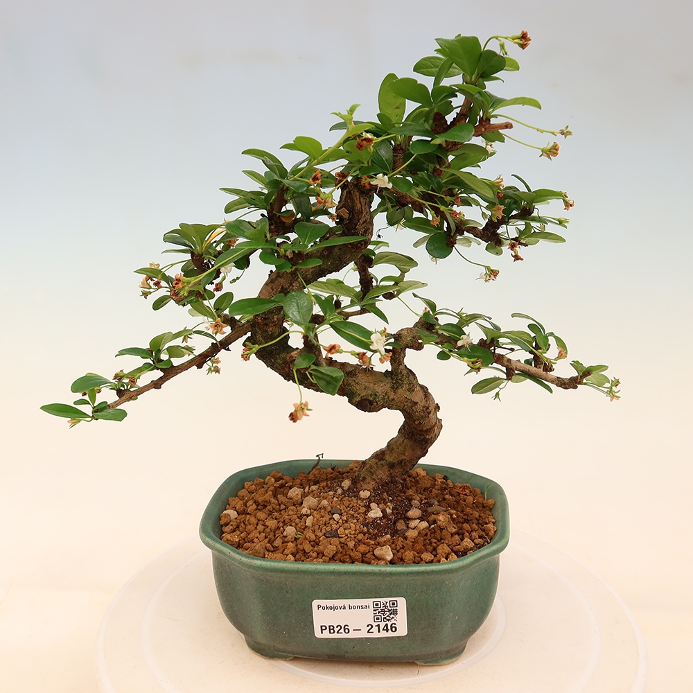 Pokojová bonsai - Carmona macrophylla - Čaj fuki