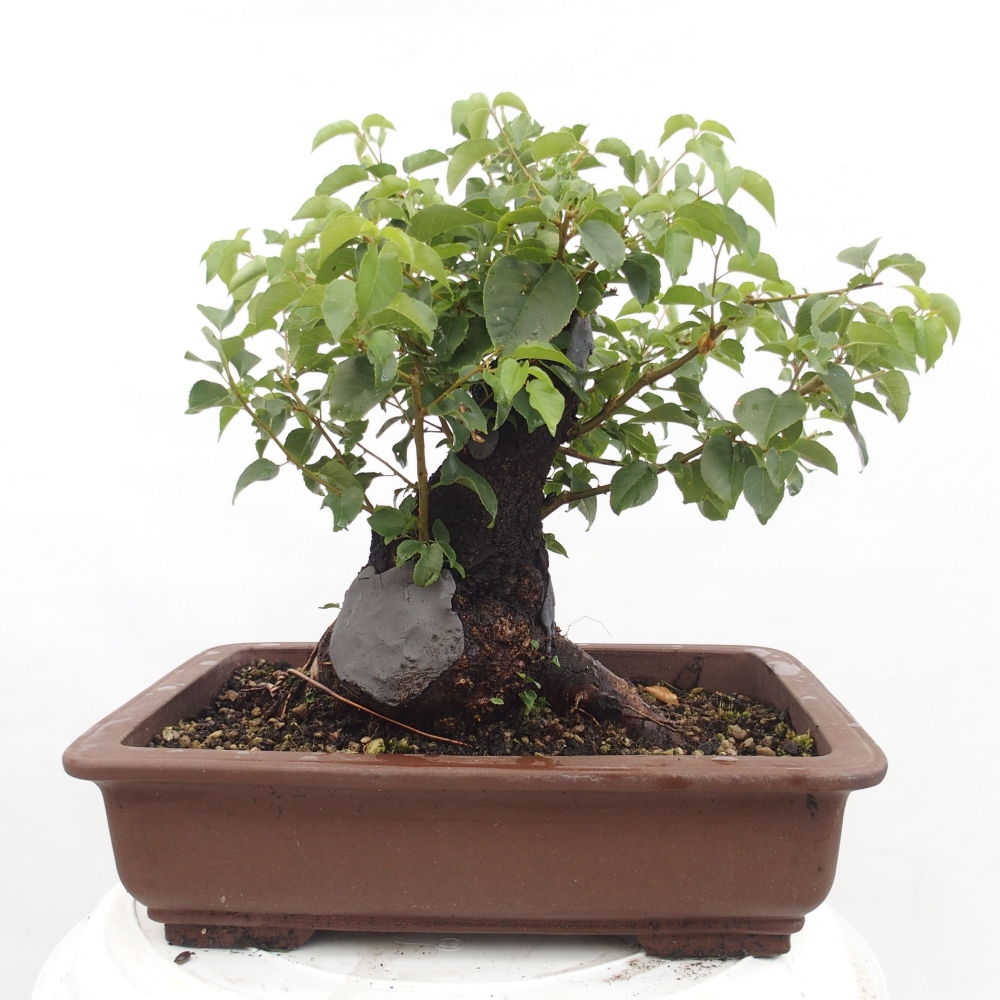 Venkovní bonsai - Mahalebka - Prunus mahaleb