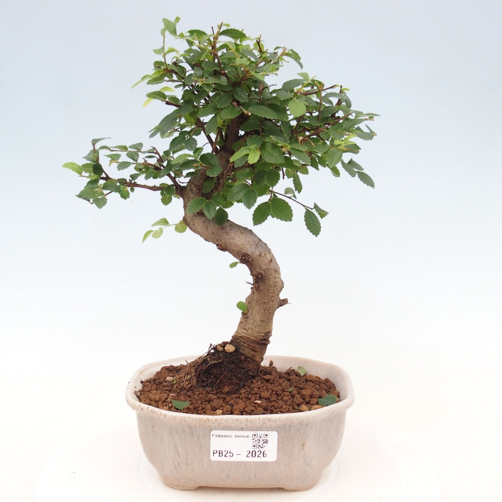 Pokojová bonsai-Malolistý jilm 