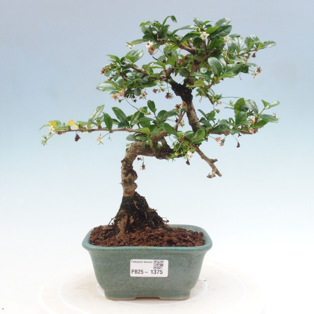 Pokojová bonsai - Carmona macrophylla - Čaj fuki