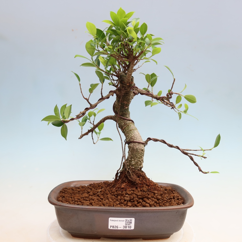 Pokojová bonsai - Ficus kimmen -  malolistý fíkus