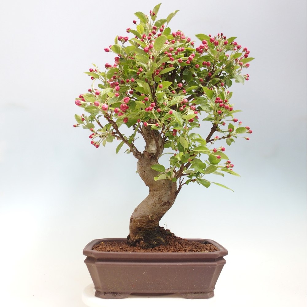 Venkovní bonsai -Malus halliana - Maloplodá jabloň