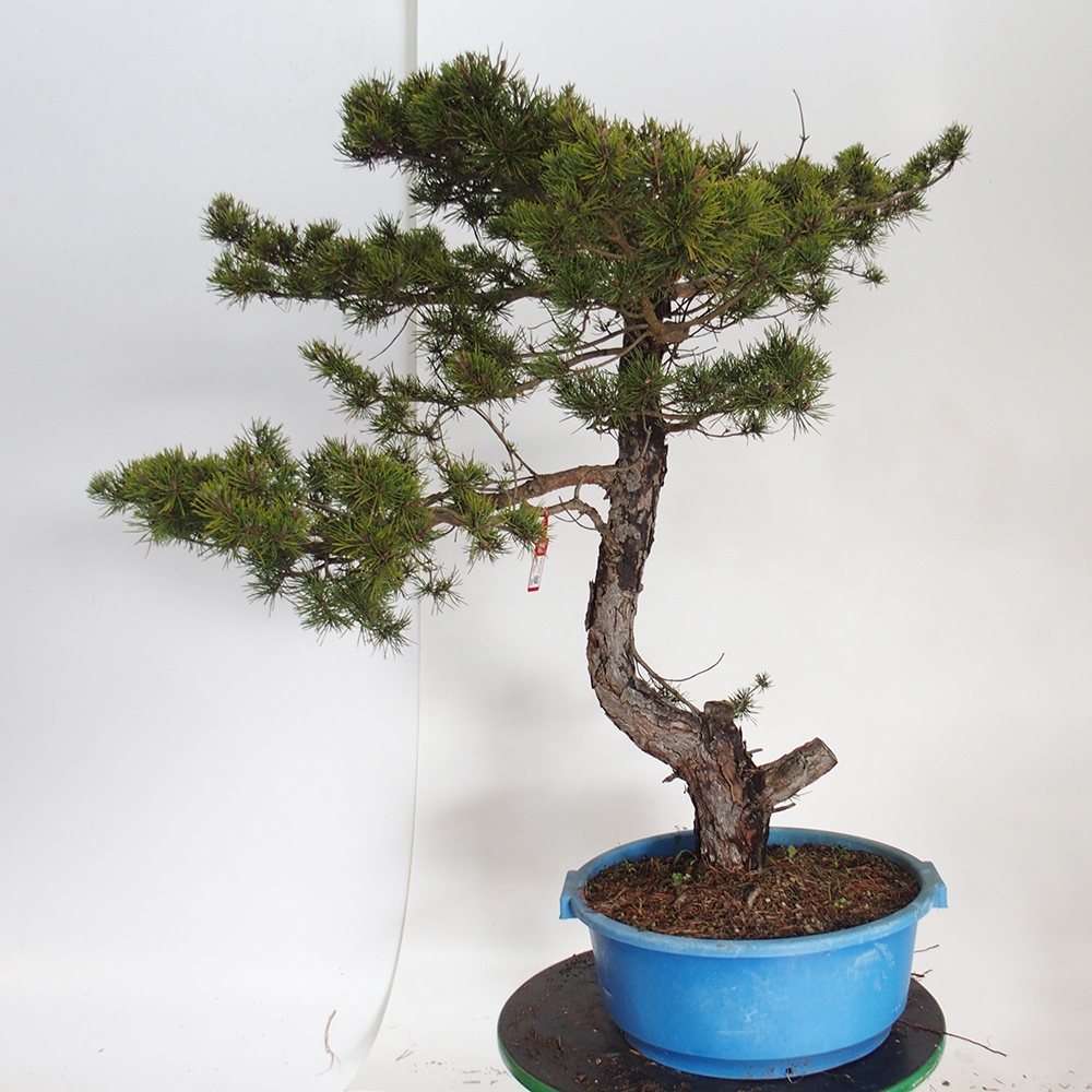 Yamadori - Pinus sylvestris Španělsko