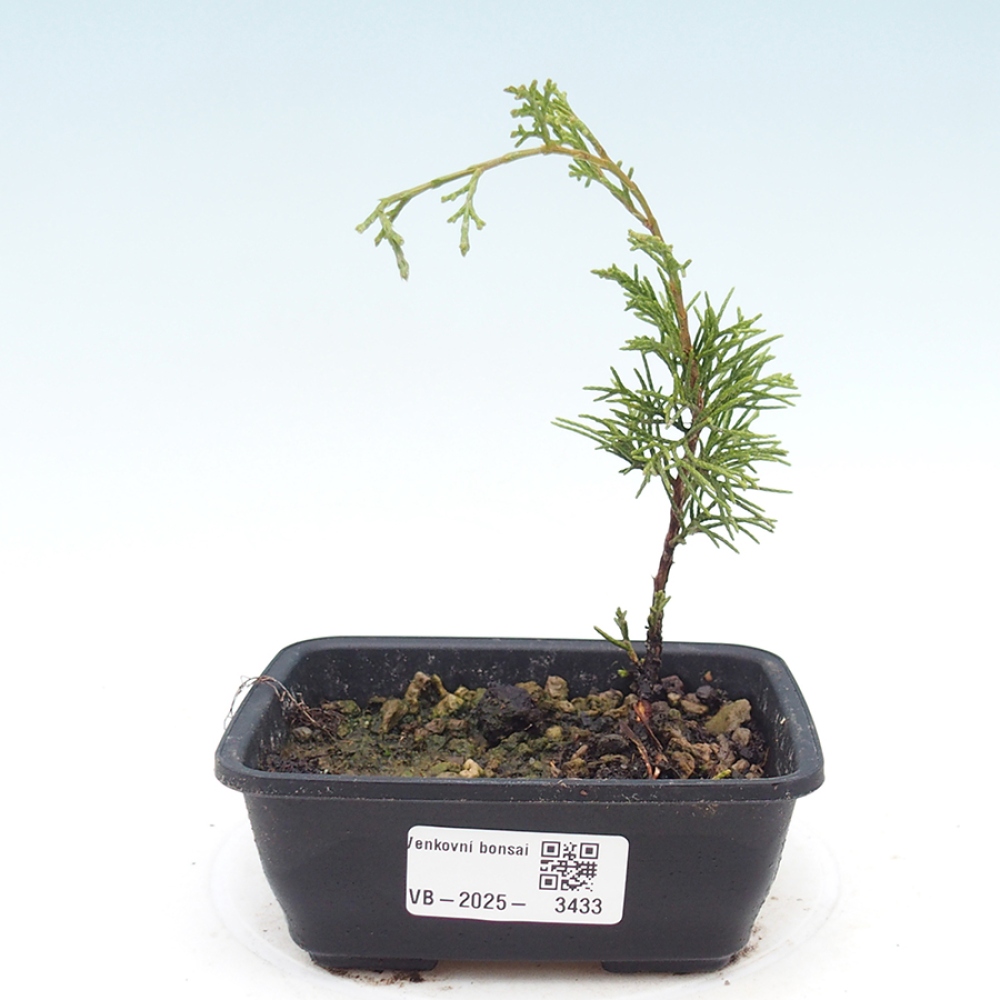 Venkovní bonsai - Juniperus chinensis Itoigawa -Jalovec čínský
