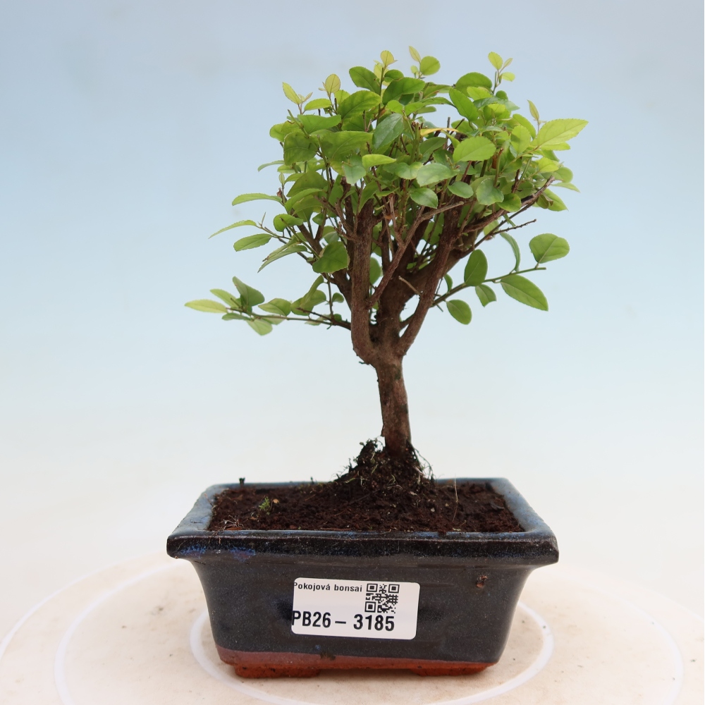 Pokojová bonsai - Sagerécie thea - Sagerécie thea