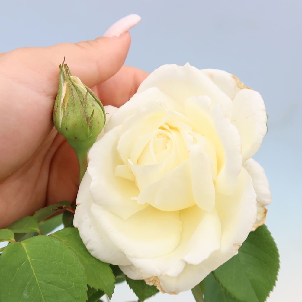 Venkovní bonsai - Rosa Kordes -  růže
