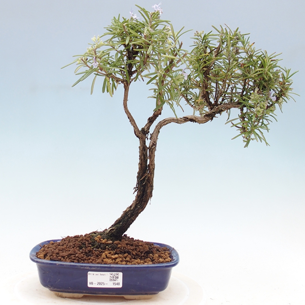 Venkovní bonsai -  Rozmarýn lékařský - Rosmarinus officinalis