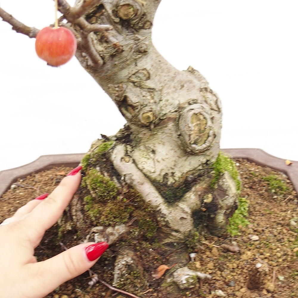 Venkovní bonsai -Malus halliana - Maloplodá jabloň