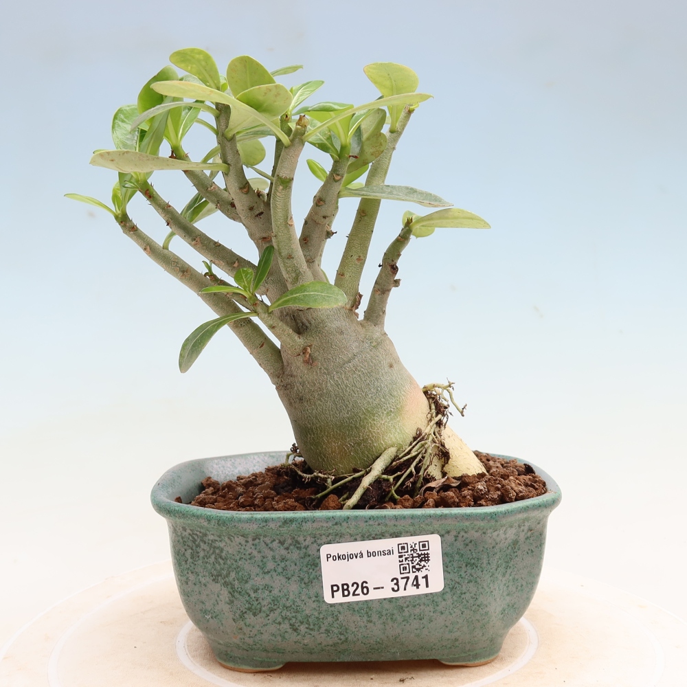 Pokojová bonsai - Adenium obesum Red Star - Pouštní růže