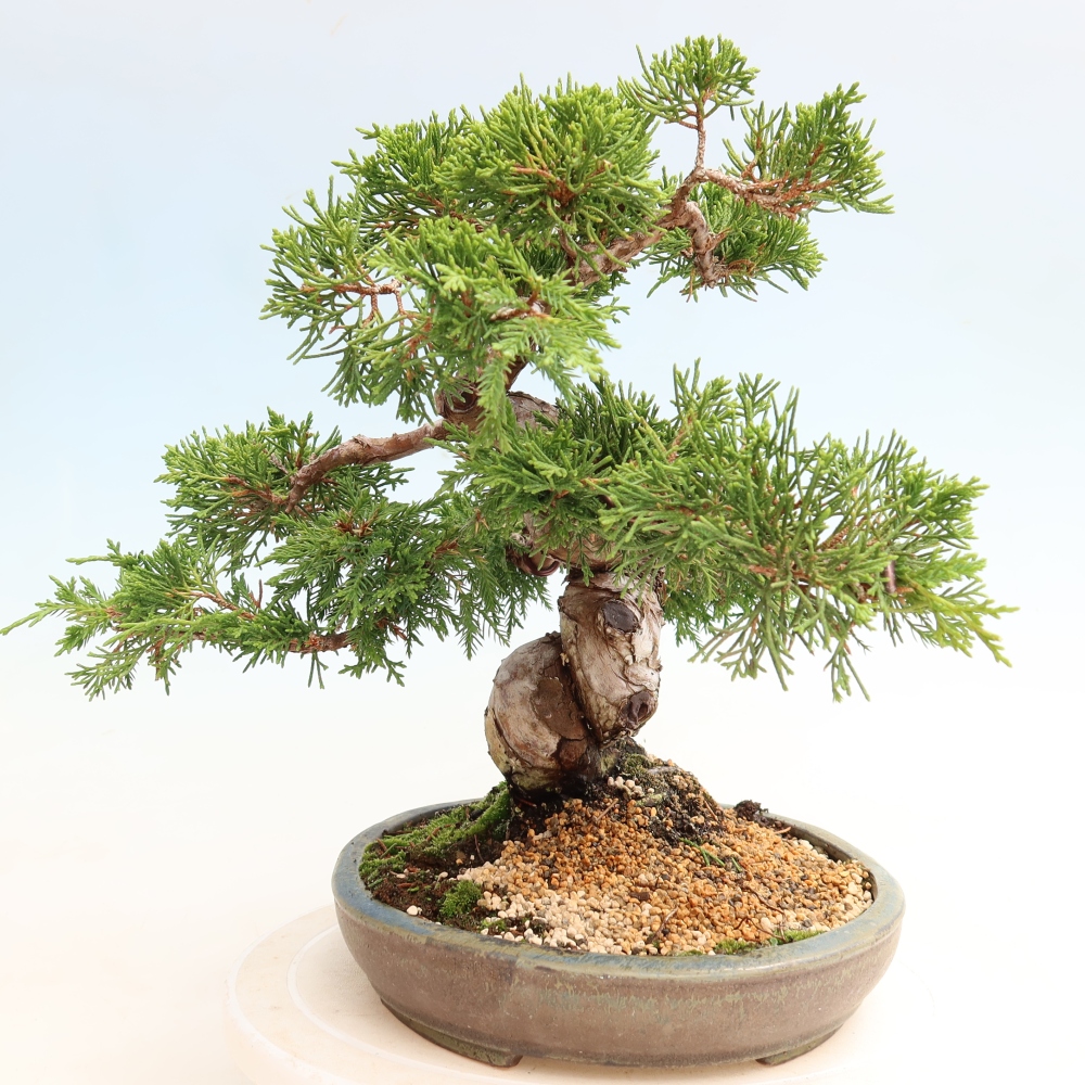 Venkovní bonsai - Juniperus chinensis Itoigawa-Jalovec čínský