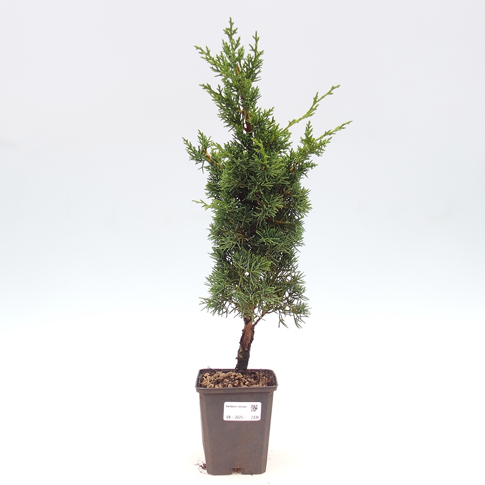 Venkovní bonsai - Juniperus chinensis Kishu -Jalovec čínský