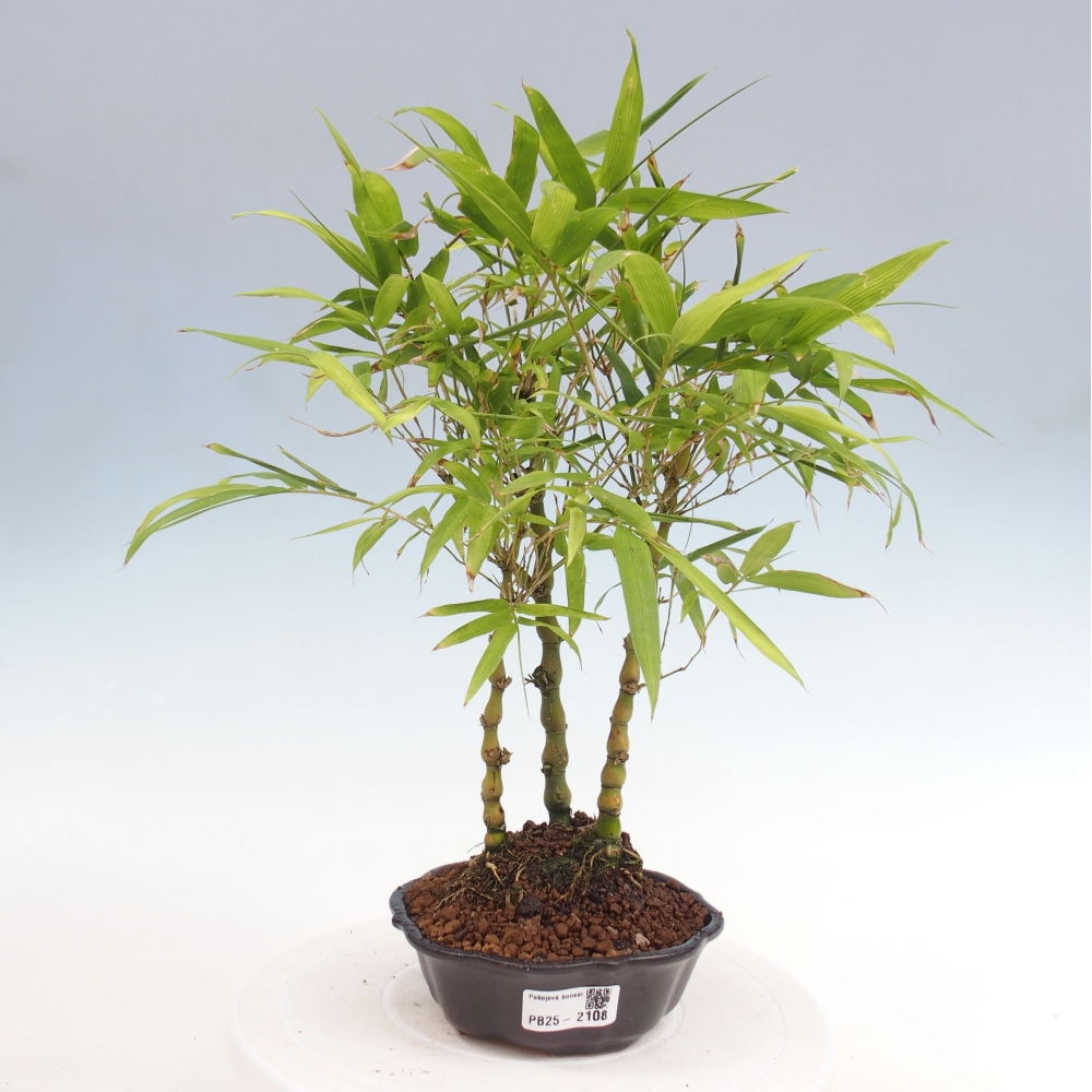 Pokojová bonsai - Bambus budha-Bambus budhovo břicho