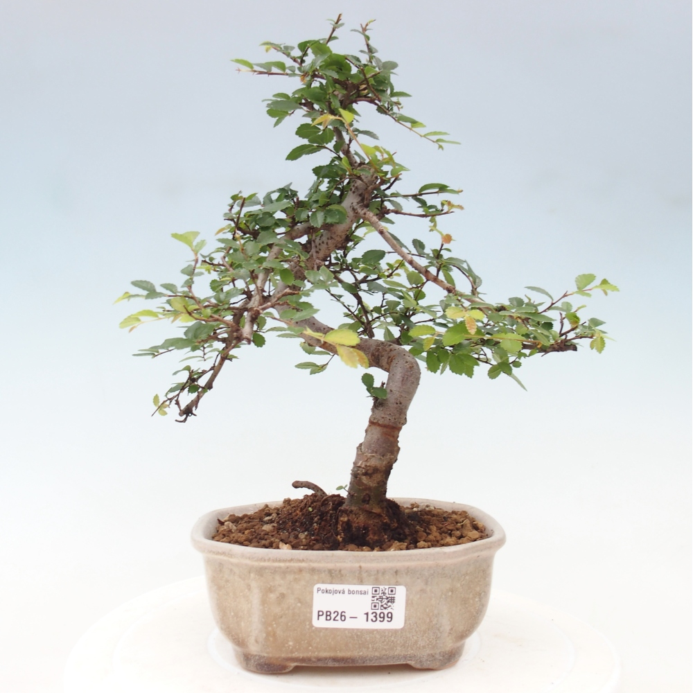 Pokojová bonsai - Ulmus parvifolia - Malolistý jilm