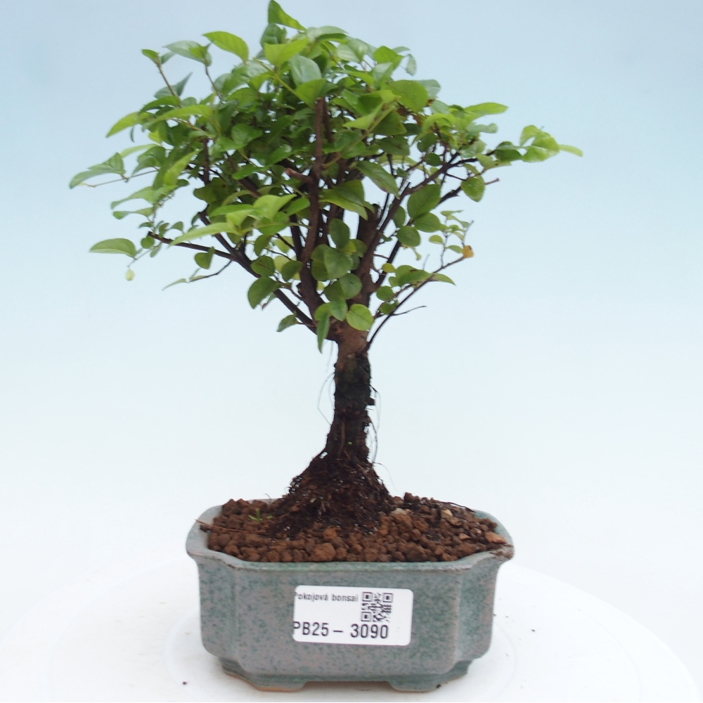 Pokojová bonsai - Sagerécie thea - Sagerécie thea