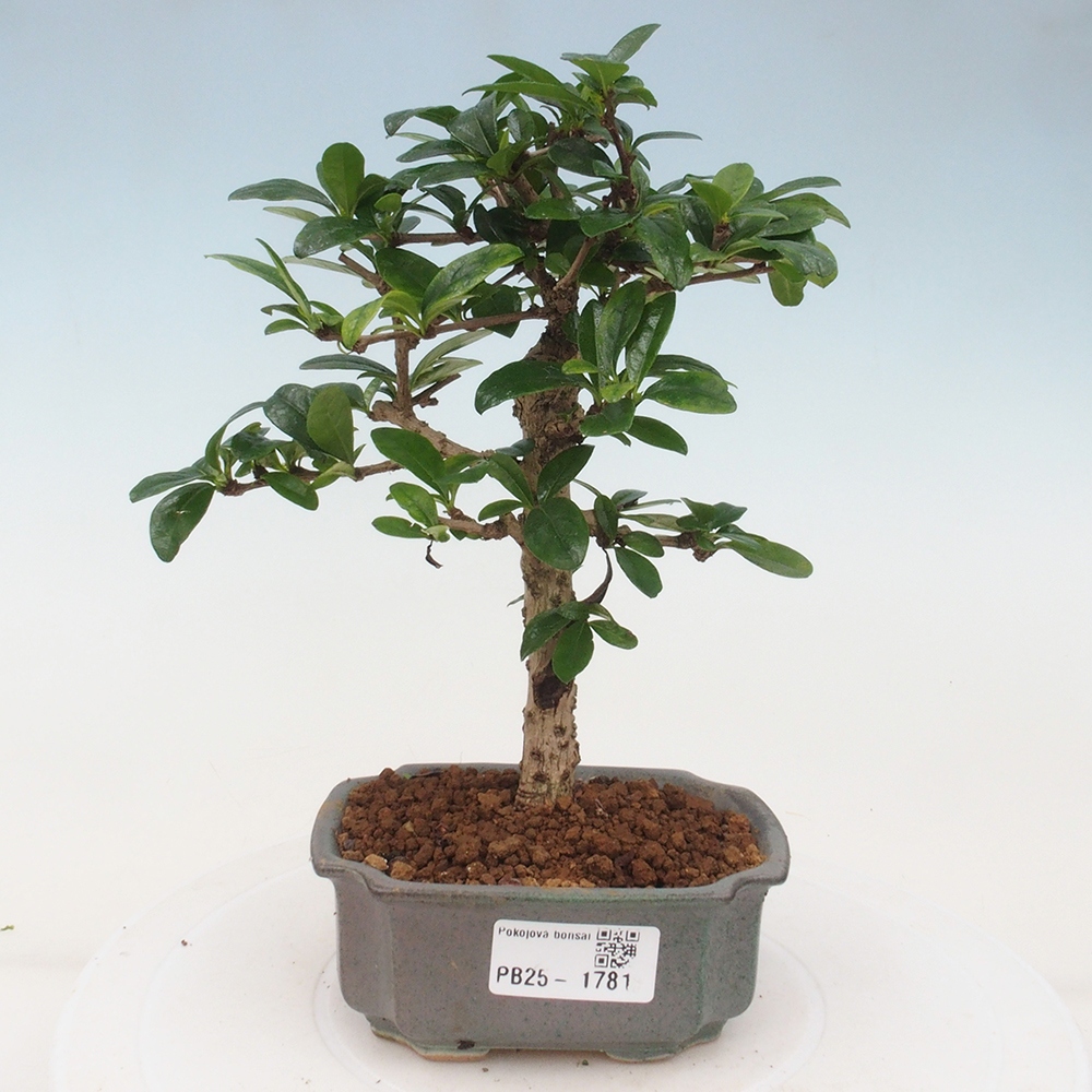 Pokojová bonsai - Carmona macrophylla - Čaj fuki