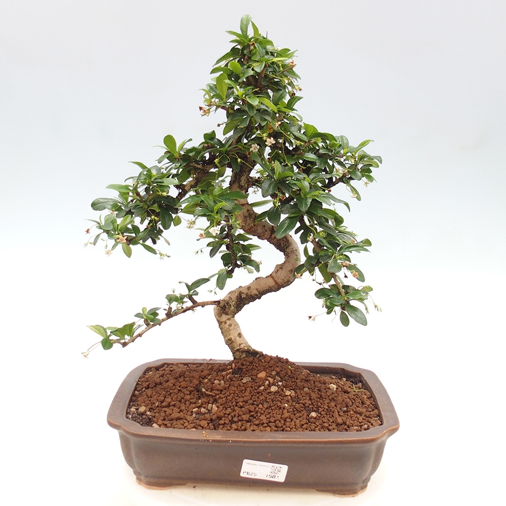 Pokojová bonsai - Carmona macrophylla - Čaj fuki
