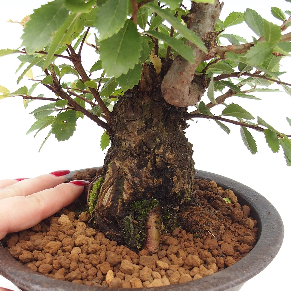 Venkovní bonsai - Zelkova - Zelkova serrata