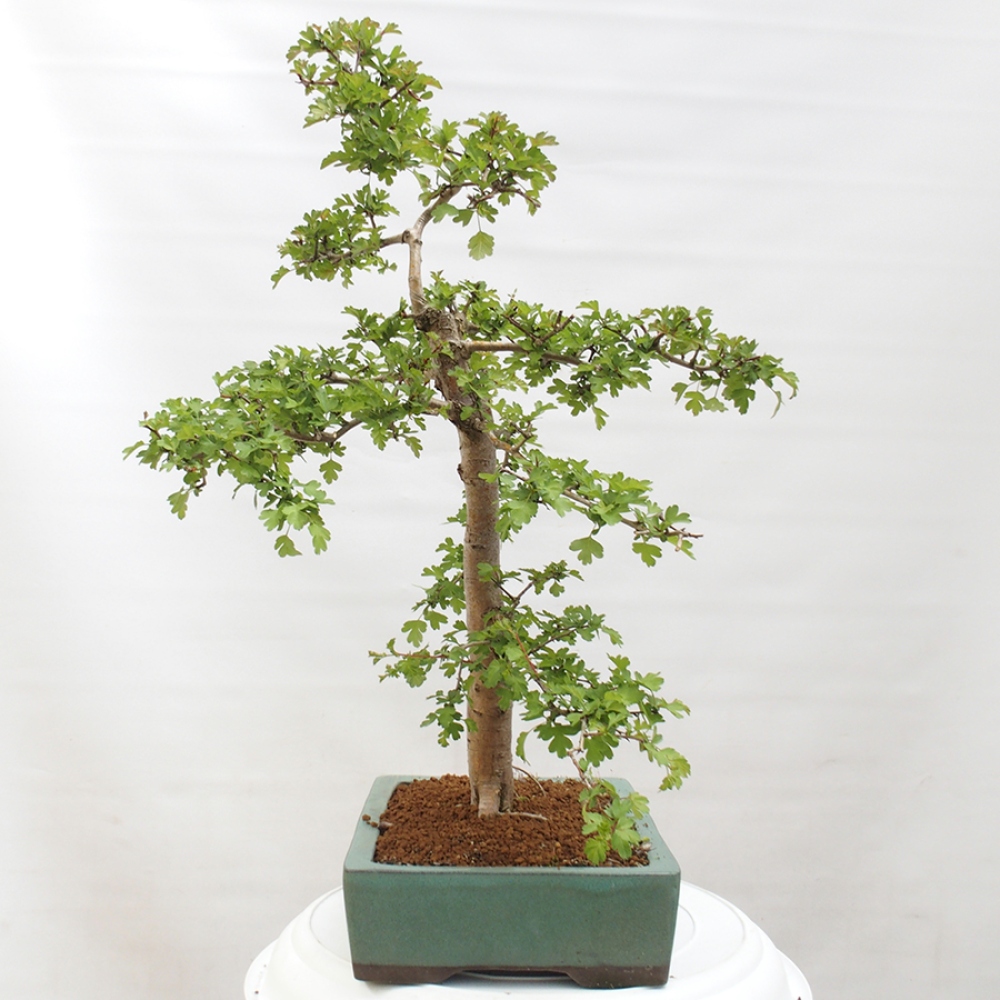 Venkovní bonsai - Hloh - Crataegus monogyna