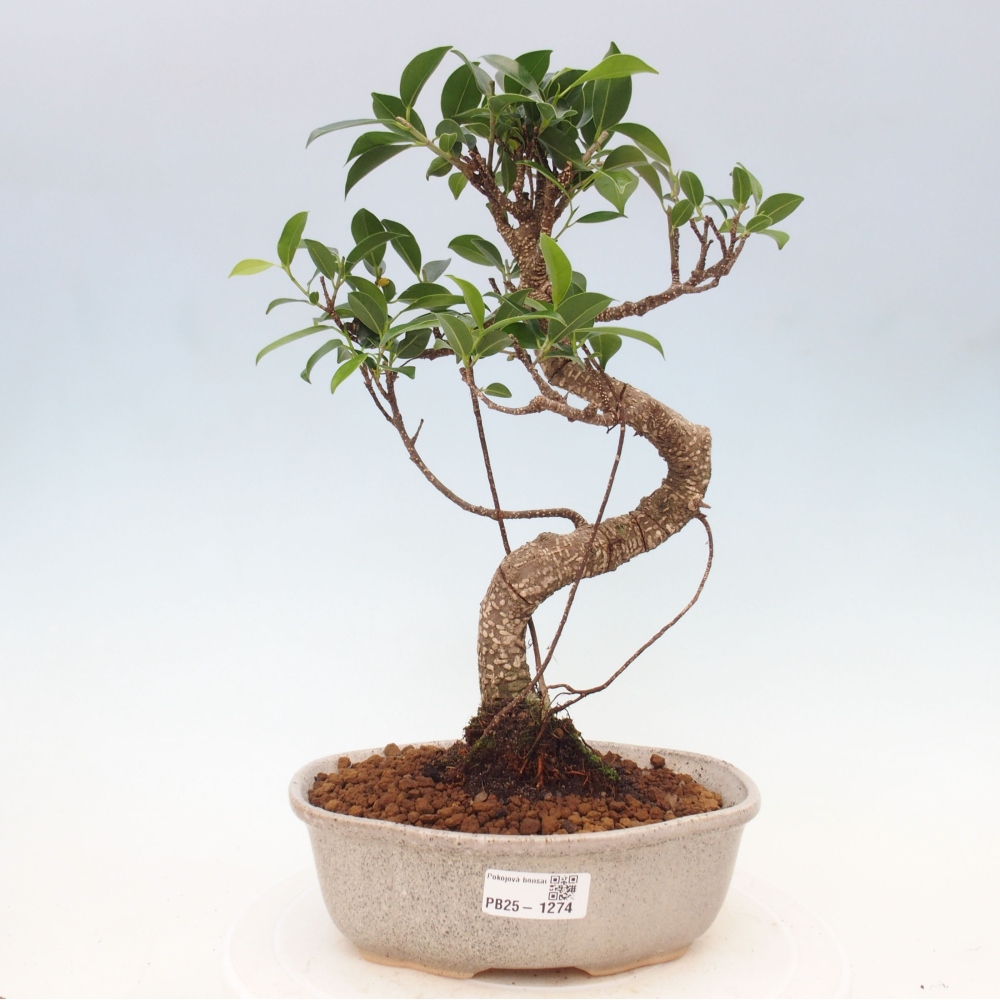Pokojová bonsai - Ficus retusa -  malolistý fíkus