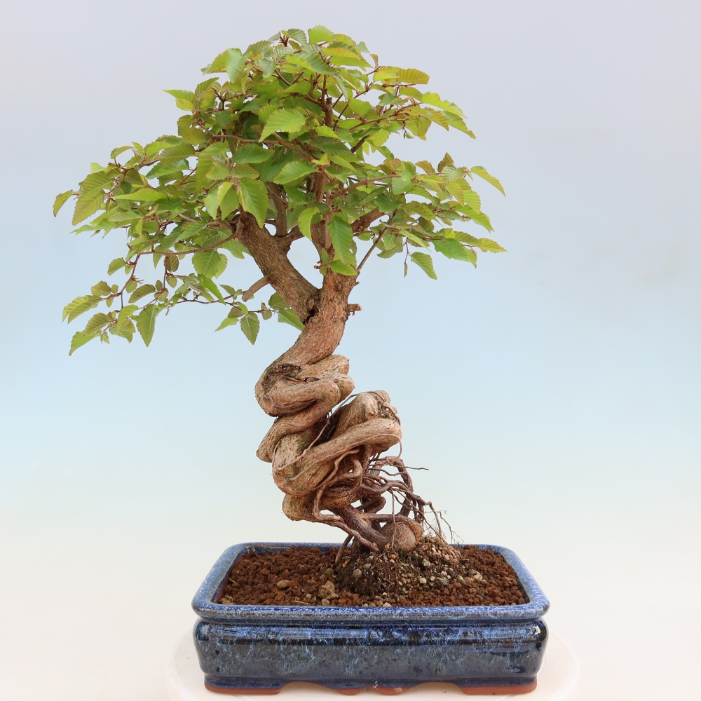 Venkovní bonsai -Carpinus coreana - Habr korejský