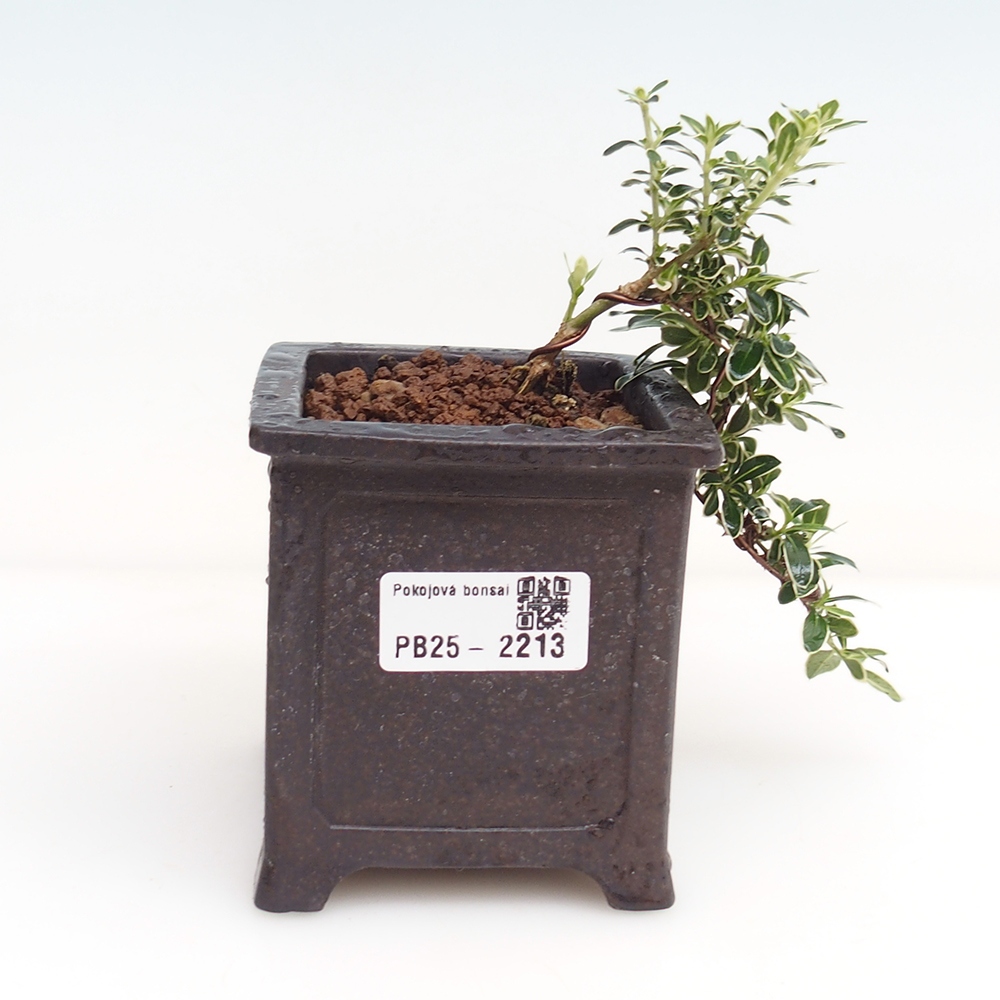 Pokojová bonsai - Serissa foetida Variegata - Strom tisíce hvězd