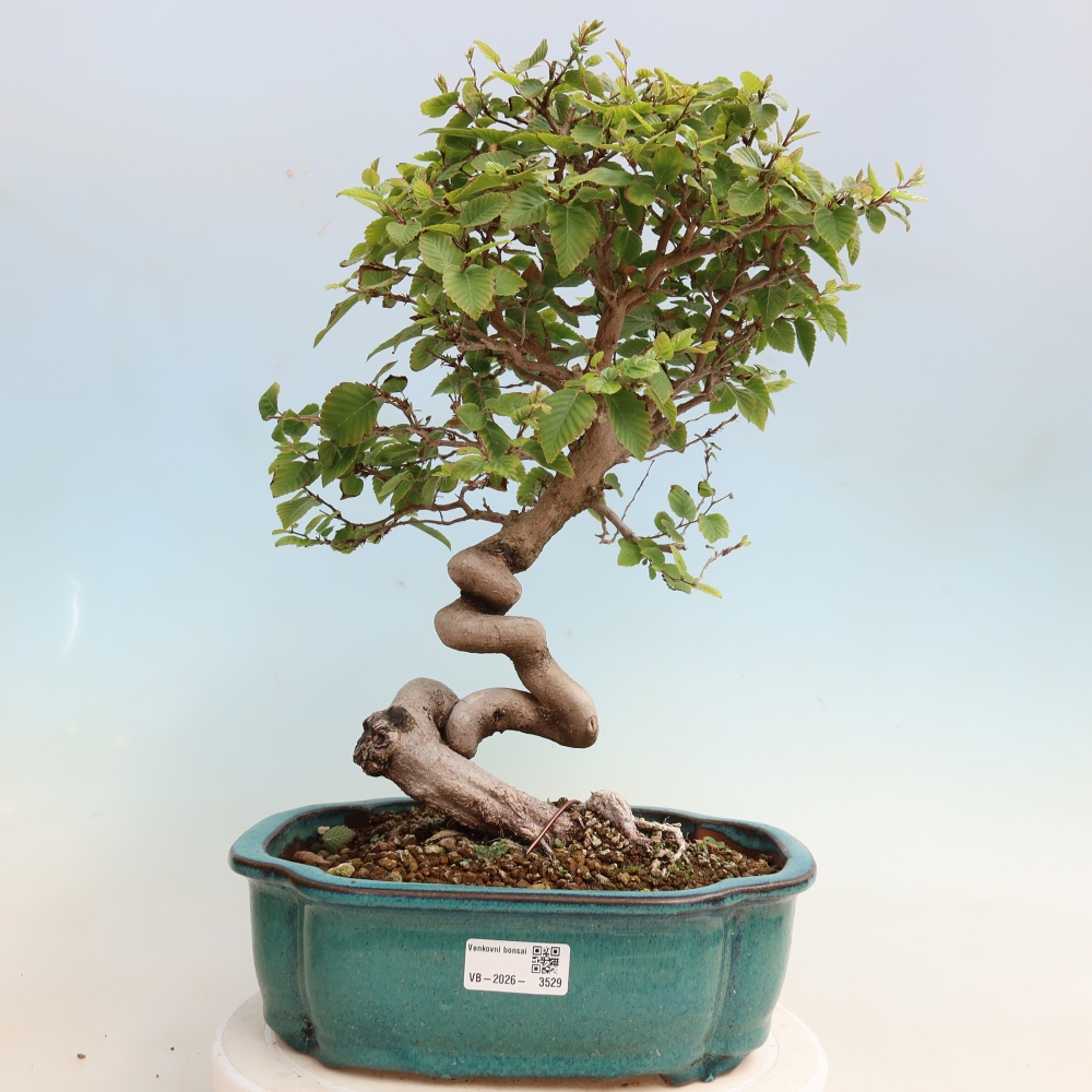 Venkovní bonsai -Carpinus CARPINOIDES - Habr korejský