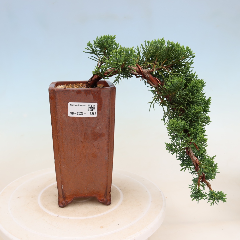 Venkovní bonsai - Juniperus chinensis Kishu -Jalovec čínský