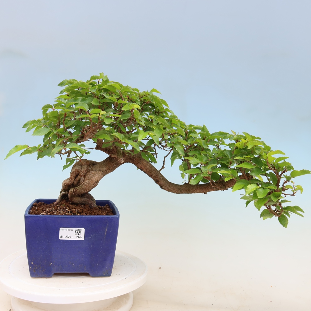 Venkovní bonsai -Carpinus Coreana - Habr korejský