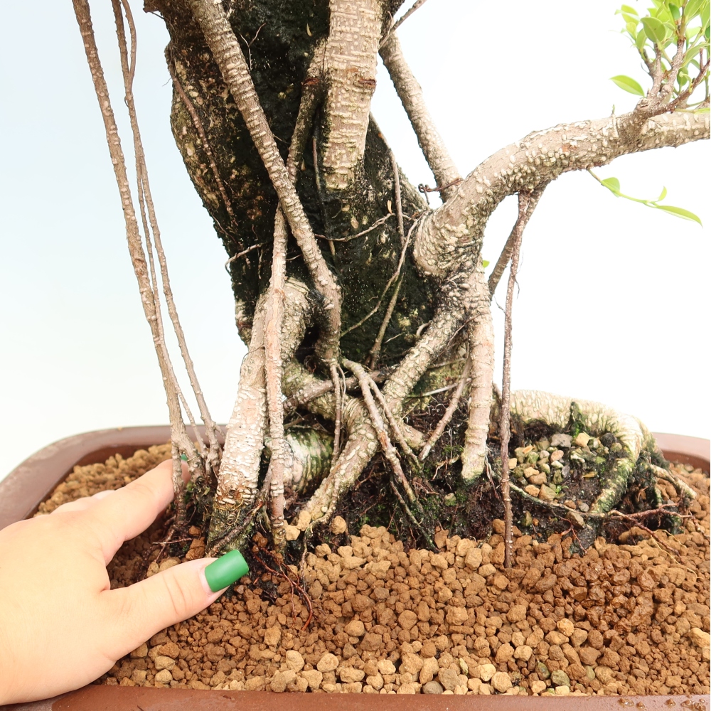 Pokojová bonsai - Ficus kimmen -  malolistý fíkus