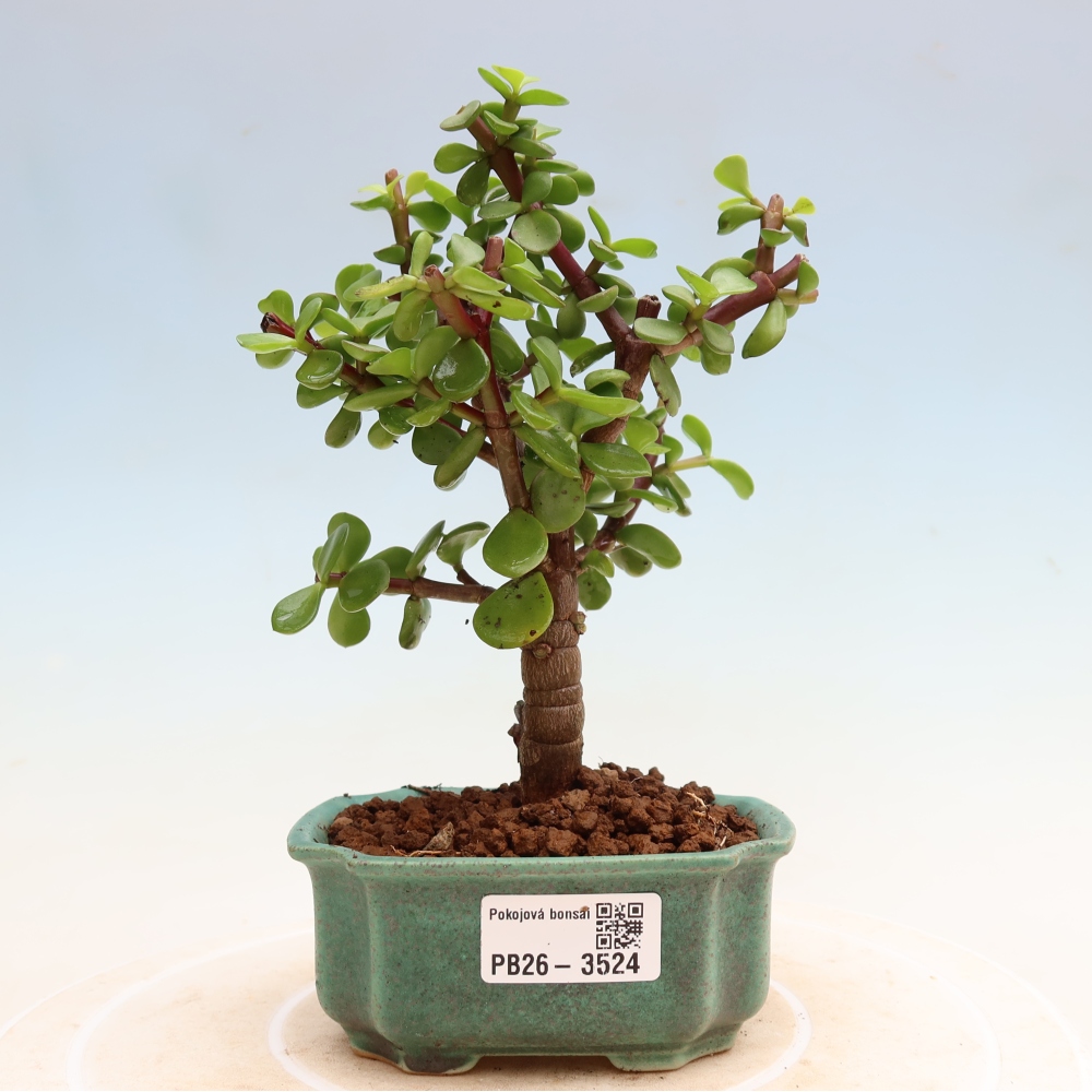 Pokojová bonsai - Portulakaria Afra - Tlustice