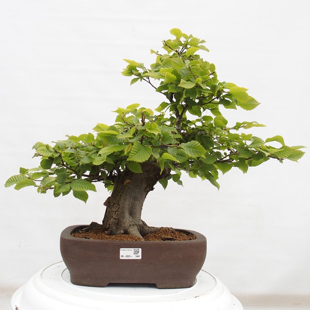Venkovní bonsai - Habr obecný - Carpinus betulus